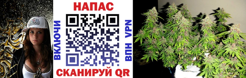 Бошки Шишки планчик  Злынка 